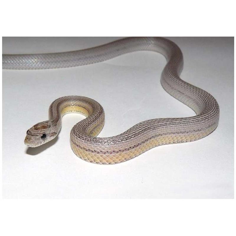 Sarpe de Porumb Motley striped anerythristic - imagine 4